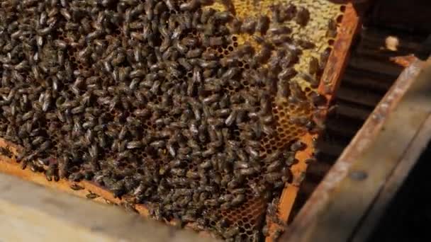 Bienenvolk Den Großteil Des Bienenstocks Machen Die Arbeitsbienen Aus Waben — Stockvideo