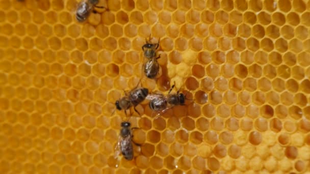 Bikoloni Arbetarbin Utgör Huvuddelen Kupan Honeycomb Närbild Bin Jobbet Kallade — Stockvideo