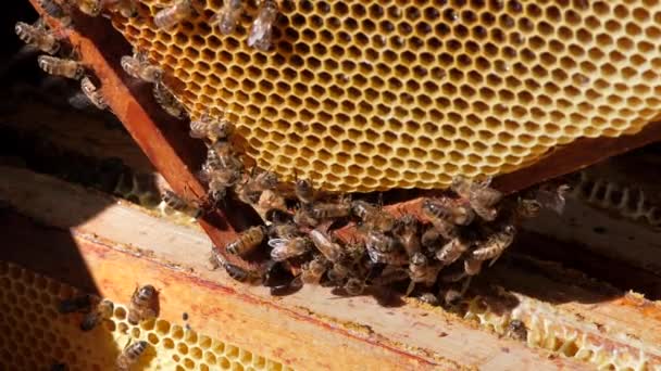 Včelí Kolonie Většinu Úlu Tvoří Včely Dělnice Hřeben Zblízka Včely — Stock video