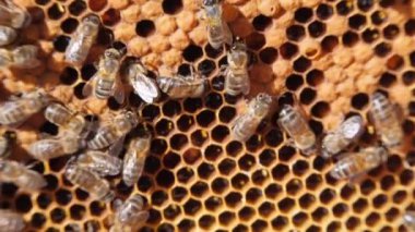 Arı kolonisi. İşçi arılar kovanların çoğunu oluşturuyor. Bal peteği yakın plan. Arılar iş başında. Çerçevede tıkanmış bal petekleri var. Koyu bal peteği.