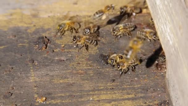 Včelí Kolonie Včely Letí Úlu Hmyz Přistane Letu Úlu Včely — Stock video