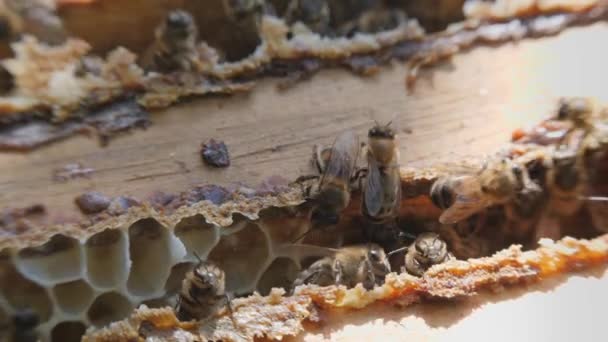 ミツバチが生息するフレームを示す開かれた巣箱の眺め 養蜂家は蜂蜜を採集する 養蜂の概念 ハニーコムを閉じます蜂蜜でいっぱい — ストック動画