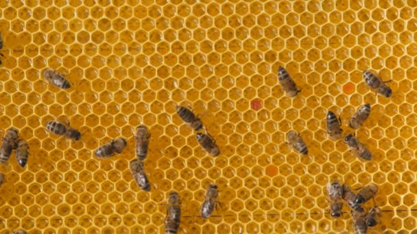 Bee Colony Worker Bees Make Majority Hive Honeycomb Close Bees — Stock Video