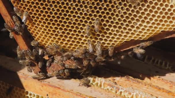 Mézelő Méhek Által Benépesített Kereteket Bemutató Nyitott Kaptártest Látványa Méhész — Stock videók