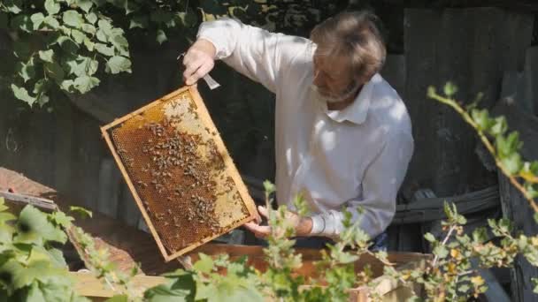 ミツバチが生息するフレームを示す開かれた巣箱の眺め 養蜂家は蜂蜜を採集する 養蜂の概念 髭を生やした養蜂家の男が — ストック動画