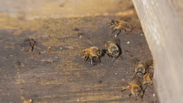 Bee Colony Worker Bees Make Majority Hive Honeycomb Close Bees — Stock Video