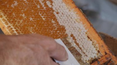 Bal peteği için kazıyıcı. Bal peteğinin çıktısını almak için tarakla çalış. Olgun bal. Balçığı prosedürü için hazırlık. Balla Dolu Bal Tarağı.