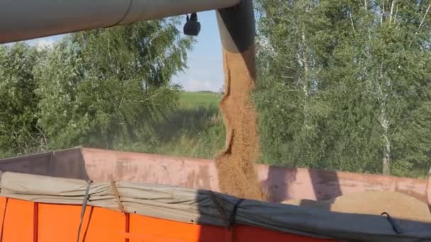 Säsongsskörd av sädesslag. Fyllning av spannmål i lastbilsvagnen efter skörd ute på fältet. — Stockvideo