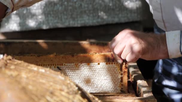 A méz eltávolítása a méhsejtszerkezetből. A mézelszívó méhecskékkel és mézszivattyúkkal pörög. Méhsejt méz beszerzése. — Stock videók