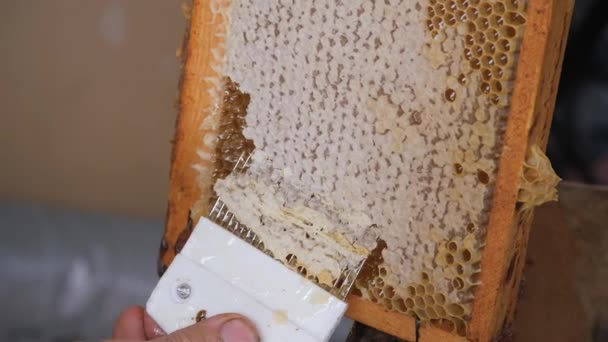 Scraper for the honeycomb. Work with a comb to print out a honeycomb. Mature honey. — Stock Video