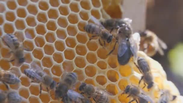 Bienenschwarm, der an einer Wabe arbeitet, trägt Honig und Nektar. Enge Kommunikation der Bienen, Bienengespräche. — Stockvideo
