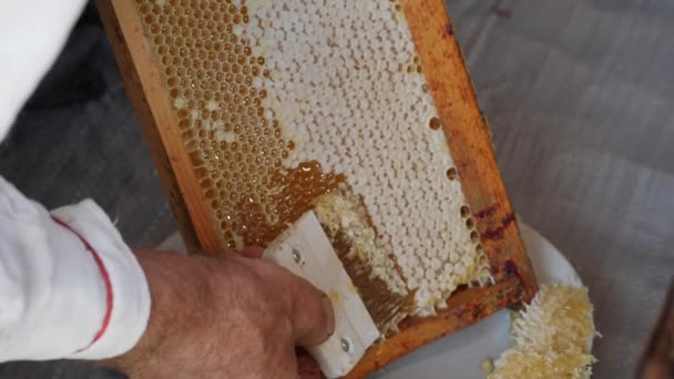 Scraper for the honeycomb. Work with a comb to print out a honeycomb. Mature honey. — Stock Video