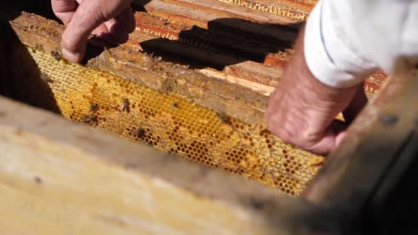 Verwijdering van honing uit de honingraat. Honing afzuigkap draait met frames met honingraten, honing pompen. Honing halen uit honingraat. — Stockvideo