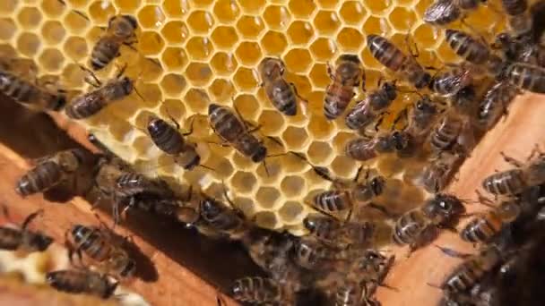 Removal of honey from the honeycomb. Honey extractor is spinning with frames with honeycombs, honey pumping. Getting honey from honeycomb. — Stock Video