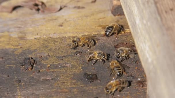Une colonie d'abeilles. Récolte d'abeilles, larve d'abeilles. Communication étroite des abeilles, conversation des abeilles. — Video