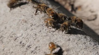 Arı kolonisi. Arılar tahtaya tırmanıyor. Kapat. İşçi arılar kovanların çoğunu oluşturuyor.