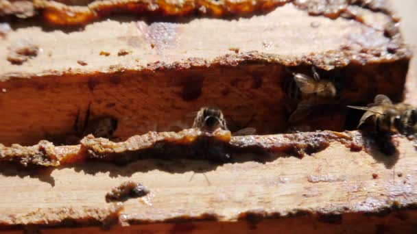 Arı Kolonisi Arı Kovanına Arı Çerçeveleri Yerleştirildi Sigara Içen Arı — Stok video