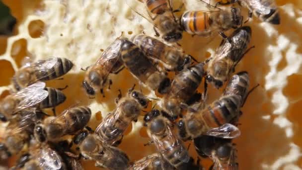 Colonia Abejas Las Abejas Obreras Constituyen Mayoría Colmena Primer Plano — Vídeo de stock