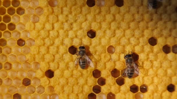 蜂群的大部分是工蜂 Honeycomb特写 蜜蜂在工作 镜框里的蜂窝破了蜜蜂的紧密沟通蜜蜂的对话蜜蜂 蜜蜂幼虫 — 图库视频影像