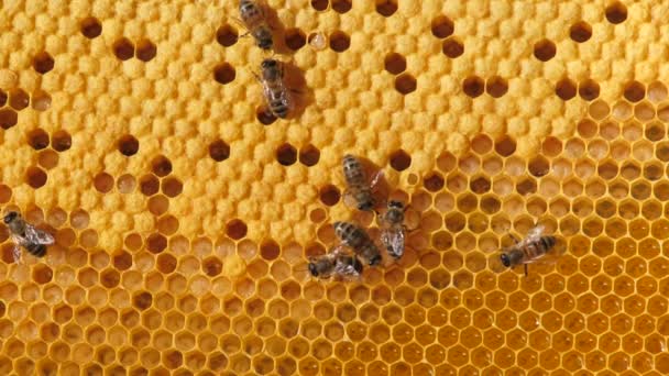 Sekawanan lebah yang bekerja pada sarang madu membawa madu dan nektar. Tutup komunikasi lebah, percakapan lebah. — Stok Video