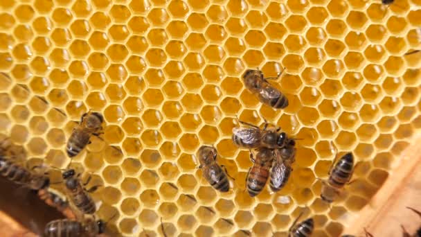 Bienenschwarm, der an einer Wabe arbeitet, trägt Honig und Nektar. Enge Kommunikation der Bienen, Bienengespräche. — Stockvideo