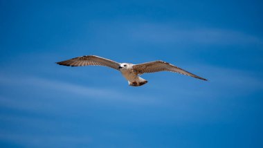 Deniz kuşu uçuyor. Mavi gökyüzüne karşı martı. Kuş kanatlarını açıp yükselen hava akımlarını yakalıyor..
