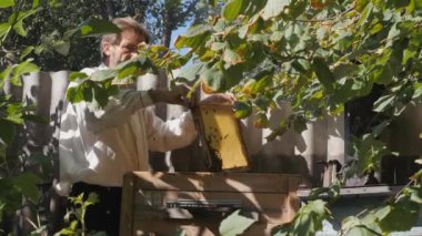 Arı kovanında sakallı bir arı yetiştiricisi. Arı yetiştiricisi bal topluyor. Arıcılık konsepti.