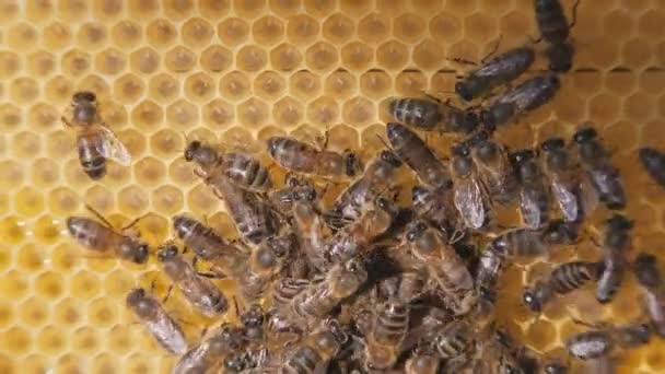 O enxame de abelhas que trabalham em um favo de mel transporta o mel e o néctar. Comunicação estreita das abelhas, conversa das abelhas. — Vídeo de Stock