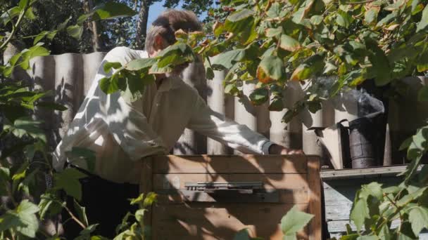 Vue Corps Ouvert Ruche Montrant Les Cadres Peuplés Abeilles Mellifères — Video