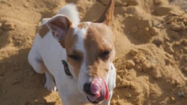 Kahverengi benekli ve sarkık kulaklı beyaz bir köpek. Jack Russell Terrier oyunda..