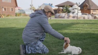 Bir adam yeşil çimlerde küçük ve cesur bir köpekle oynuyor. Kahverengi benekli ve sarkık kulaklı beyaz bir köpek. Jack Russell Terrier oyunda..