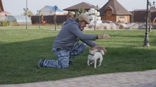 一个人在绿色的草坪上和一只勇敢的小狗玩耍 一只白色的狗 有褐色斑点 耳朵下垂 杰克罗素Terrier在游戏中 — 图库视频影像