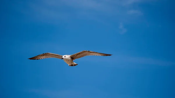 Sea bird in flight. Seagull against the blue sky. The bird spread its wings wide, catching the rising currents of air.