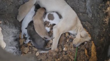 Bir köpek, çocuklarını yıldırımla yanmış bir ağacın içinde besler. Yavru köpekler yiyecek arar ve onun için savaşır. Yavru köpeklerin doğal beslenmesi. Şehir ortamında başıboş köpek yavruları. Hayatta kalmak için mücadele et. Şirin küçük köpekler..