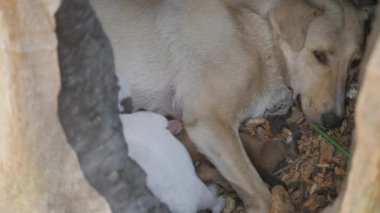 Bir köpek, çocuklarını yıldırımla yanmış bir ağacın içinde besler. Yavru köpekler yiyecek arar ve onun için savaşır. Yavru köpeklerin doğal beslenmesi. Şehir ortamında başıboş köpek yavruları. Hayatta kalmak için mücadele et. Şirin küçük köpekler..
