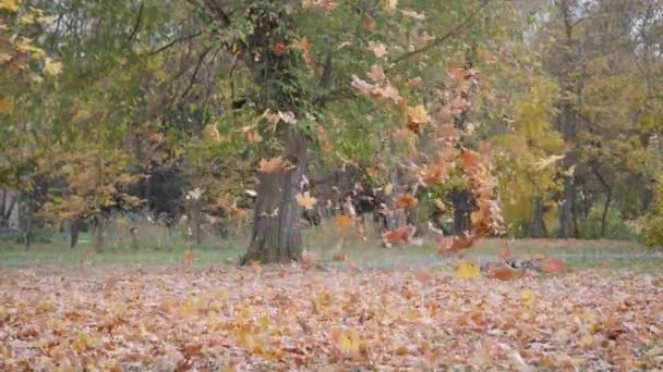 Εξωτερικά Παιχνίδια Φθινοπωρινό Τοπίο Φθινόπωρο Παιδιά Παίζουν Πεσμένα Φύλλα Δέντρων — Αρχείο Βίντεο