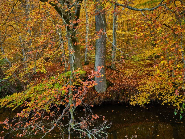 Trees covered with bright autumn foliage near the water of a forest lake.