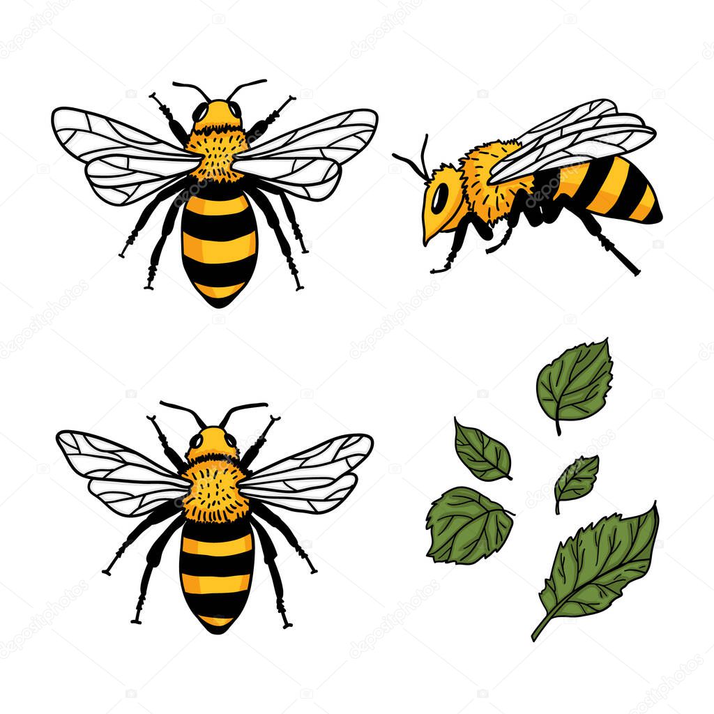 Vector set with bees and leaves. Hand drawn illustration