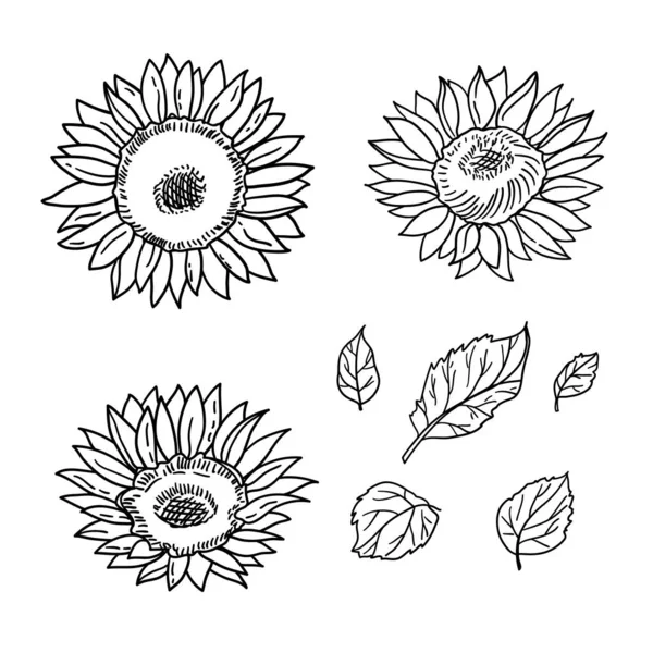 Vektor Isoliert Handgezeichnete Sonnenblumen Und Blätter Schwarz Weiß Illustration — Stockvektor