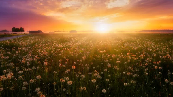 Bunter Sonnenaufgang Über Einer Blumenwiese Mit Leichtem Bodennebel Stockfoto