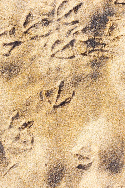 鸟海鸥在沙子中的足迹 — 图库照片