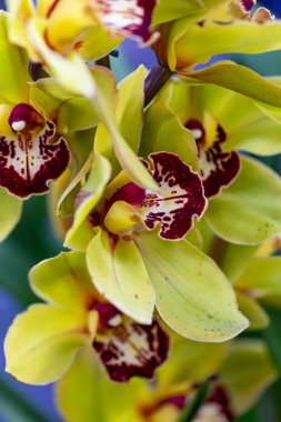 Selrcted bahçe orkide çiçek dekor ve güzellik için