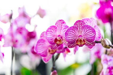 Selrcted bahçe orkide çiçek dekor ve güzellik için