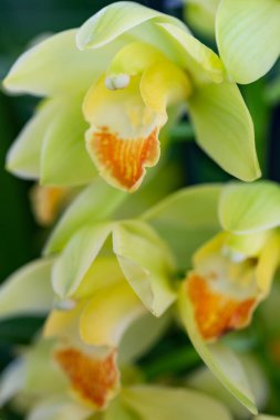 Selrcted bahçe orkide çiçek dekor ve güzellik için