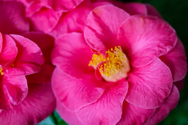 Selrcted Zahradní Camellia Květina Stylu Kráse — Stock fotografie