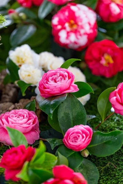 Selrcted Garden Camellia Flower Decor Beauty — Stock Photo, Image