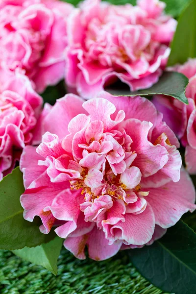 Selrcted Zahradní Camellia Květina Stylu Kráse — Stock fotografie