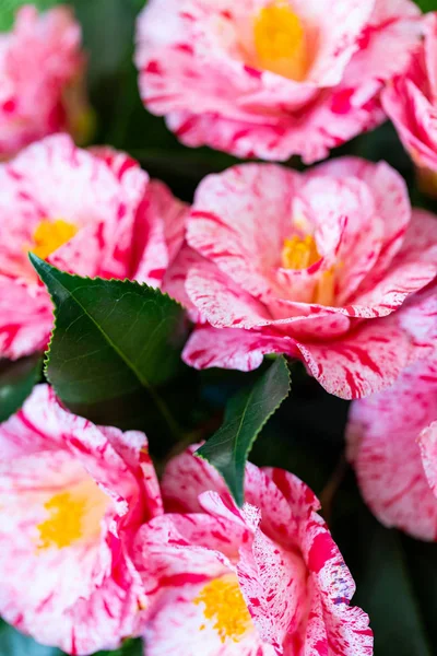 Selrcted Zahradní Camellia Květina Stylu Kráse — Stock fotografie