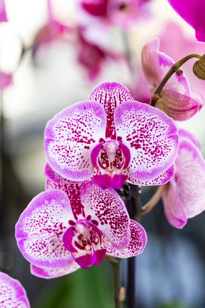 Flor Orquídea Jardim Selrcted Para Decoração Beleza — Fotografia de Stock