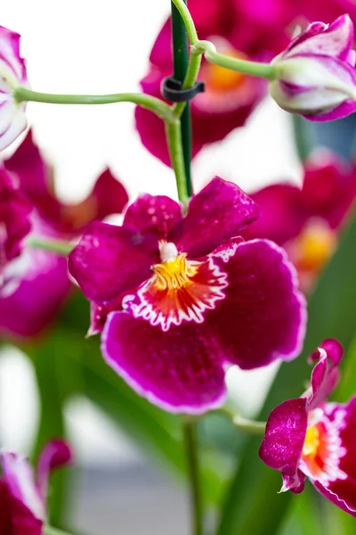 Flor Orquídea Jardim Selrcted Para Decoração Beleza — Fotografia de Stock